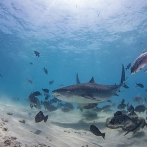 51903104534_4fb694801e_o-1